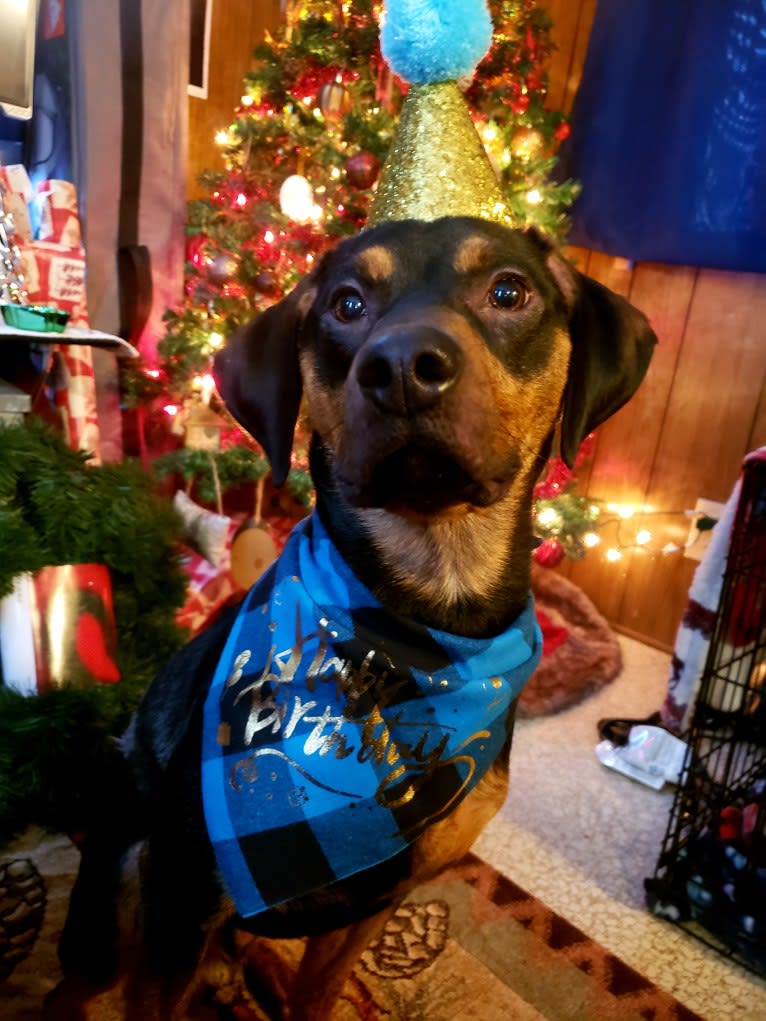 Boone, a Catahoula Leopard Dog and Poodle (Small) mix tested with EmbarkVet.com