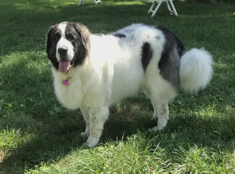 Caterina, a Pyrenean Mastiff tested with EmbarkVet.com