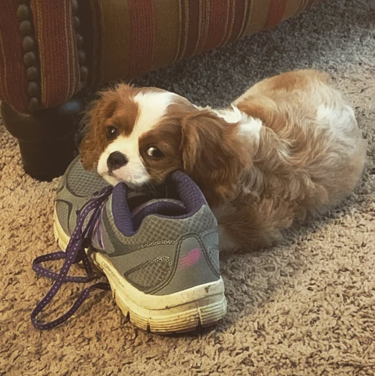 Rose Tyler, a Cavalier King Charles Spaniel tested with EmbarkVet.com