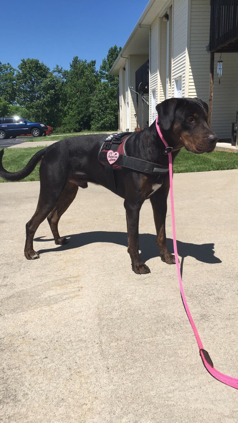 Sampson, a Catahoula Leopard Dog tested with EmbarkVet.com