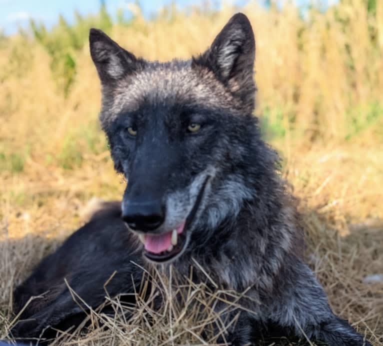 Gambit a dog tested with EmbarkVet.com