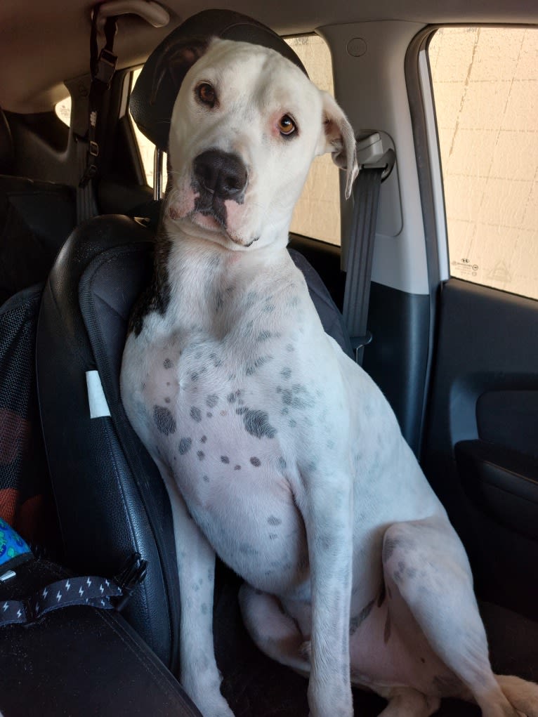 Elijah, a Great Dane and American Bulldog mix tested with EmbarkVet.com