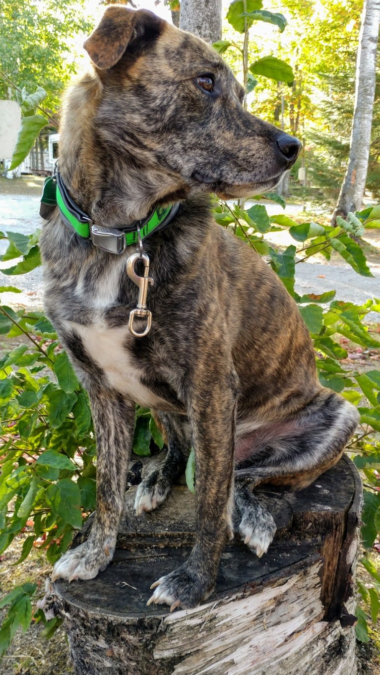 Roadie, a Labrador Retriever and Rottweiler mix tested with EmbarkVet.com