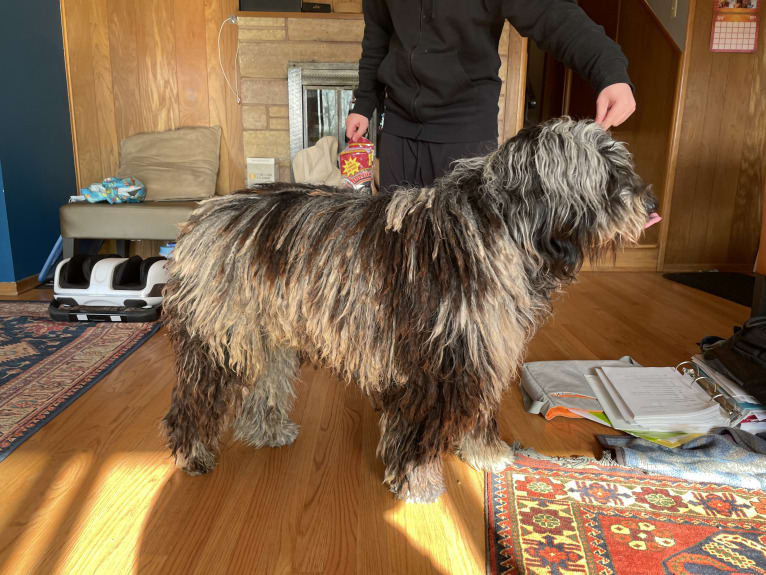 Garou Luigi Della Luna di Lana, a Bergamasco Sheepdog tested with EmbarkVet.com