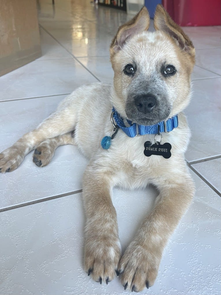 RAWLIE RIGGS, an Australian Cattle Dog and Poodle (Small) mix tested with EmbarkVet.com