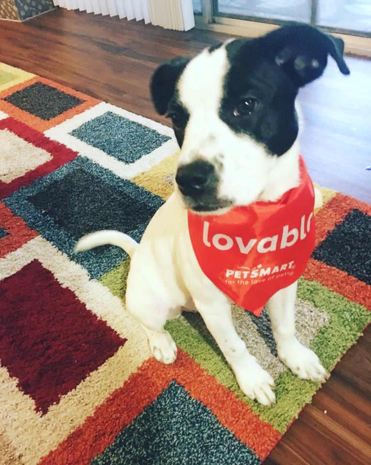 Eleven, a Bulldog and Great Pyrenees mix tested with EmbarkVet.com