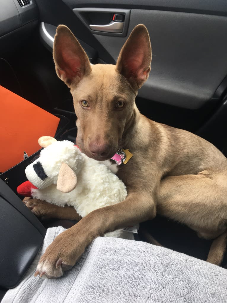 Zoey, an American Pit Bull Terrier and Siberian Husky mix tested with EmbarkVet.com