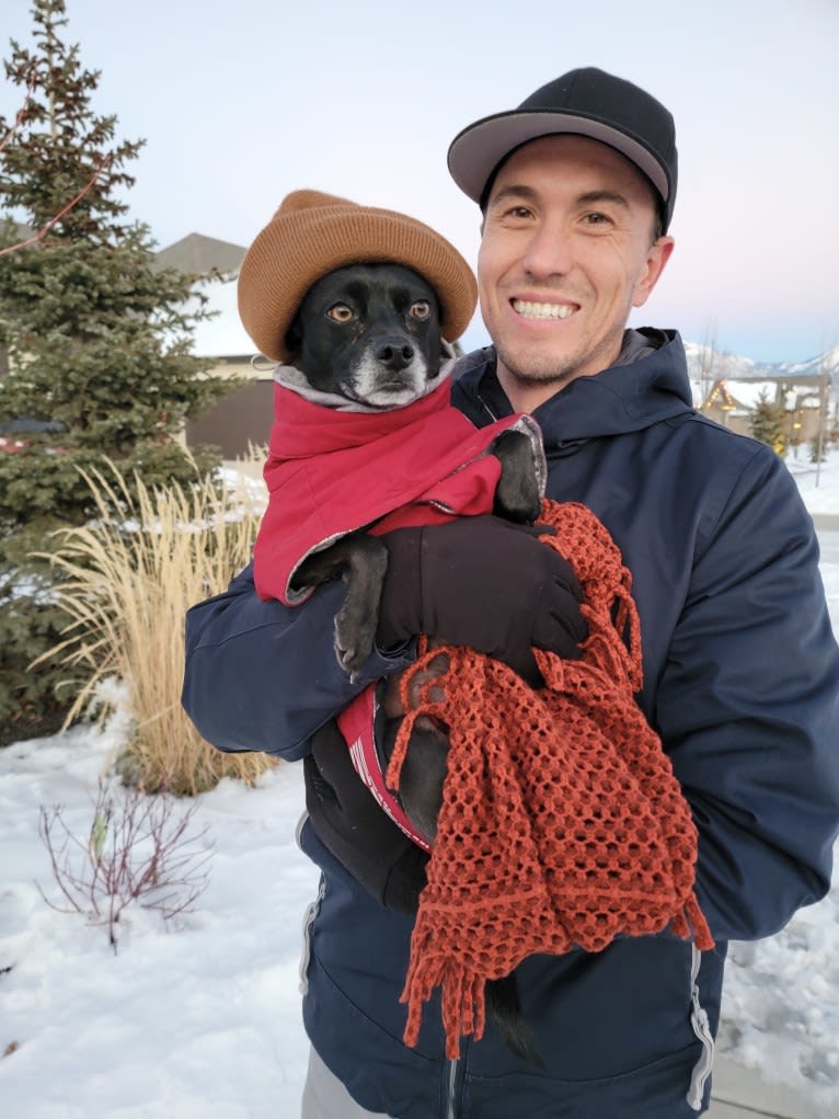 Zeus, a Chihuahua and Poodle (Small) mix tested with EmbarkVet.com