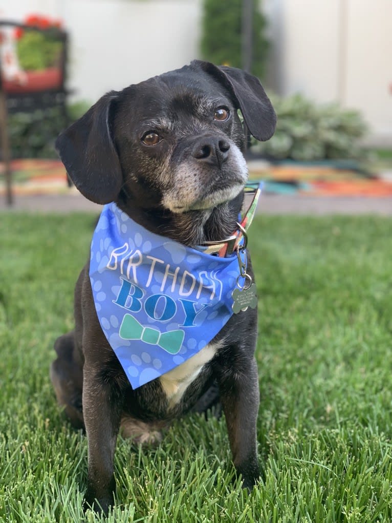 Apollo, a Puggle tested with EmbarkVet.com