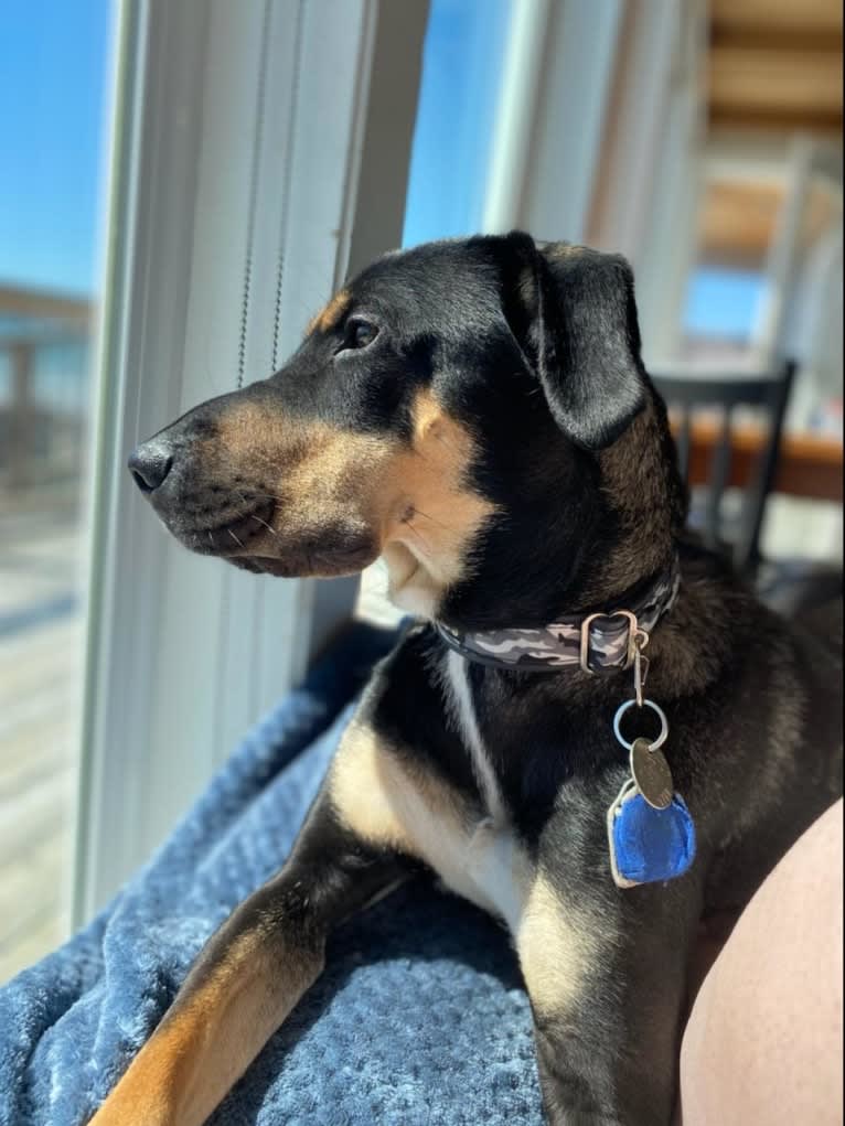 Stanley, a Siberian Husky and Australian Cattle Dog mix tested with EmbarkVet.com