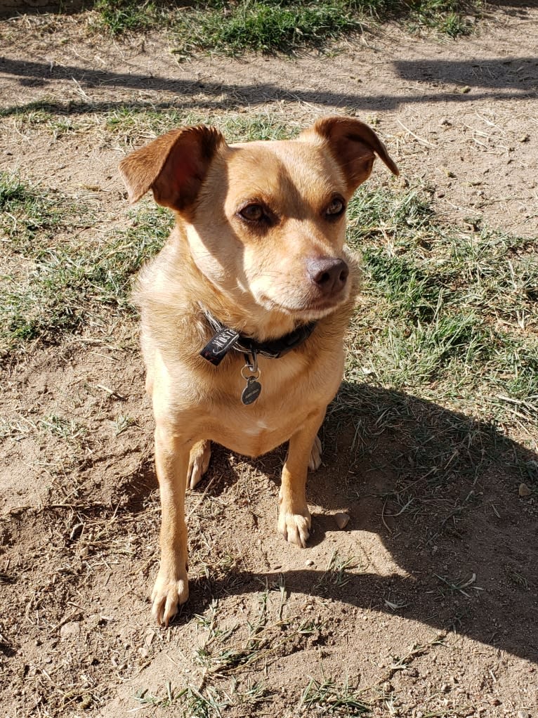 James Dean Bonham, a Chihuahua and Miniature Pinscher mix tested with EmbarkVet.com