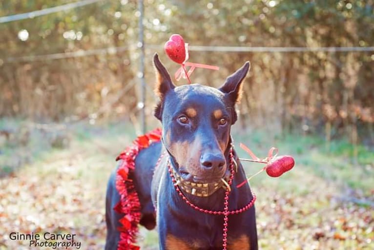 Riku, a Doberman Pinscher tested with EmbarkVet.com