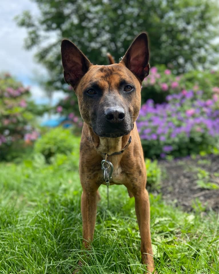 Leo, a Phu Quoc Ridgeback tested with EmbarkVet.com