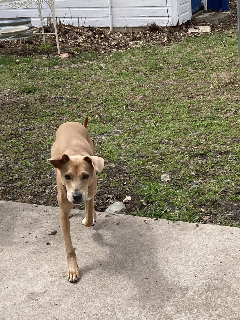 Lila, an American Pit Bull Terrier and Labrador Retriever mix tested with EmbarkVet.com