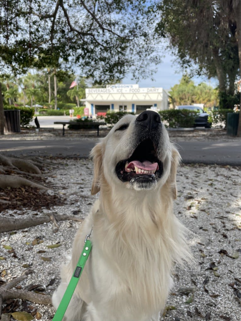 Hudson Gene Dement, a Golden Retriever tested with EmbarkVet.com