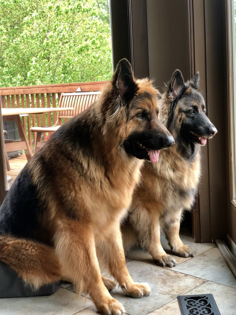 Moose, a German Shepherd Dog and Black Russian Terrier mix tested with EmbarkVet.com