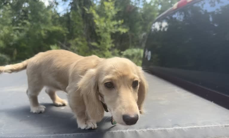 Daisy, a Dachshund tested with EmbarkVet.com