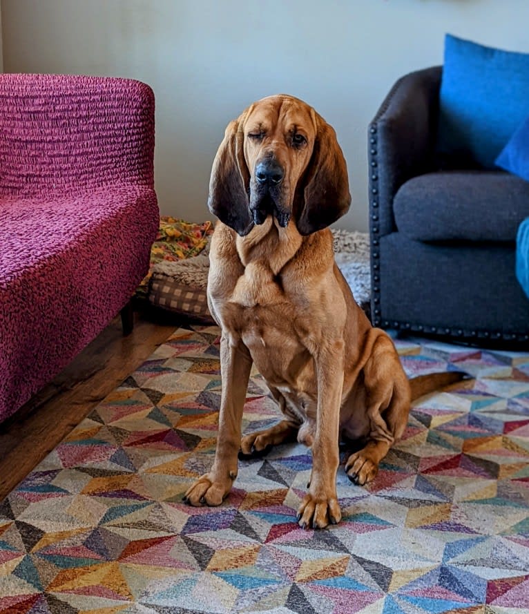 Carl, a Bloodhound tested with EmbarkVet.com