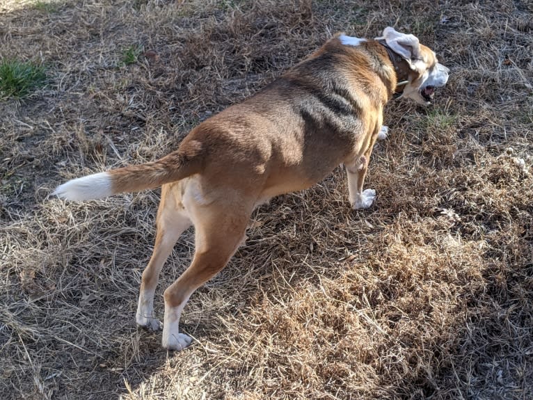 Brie, an American Foxhound tested with EmbarkVet.com