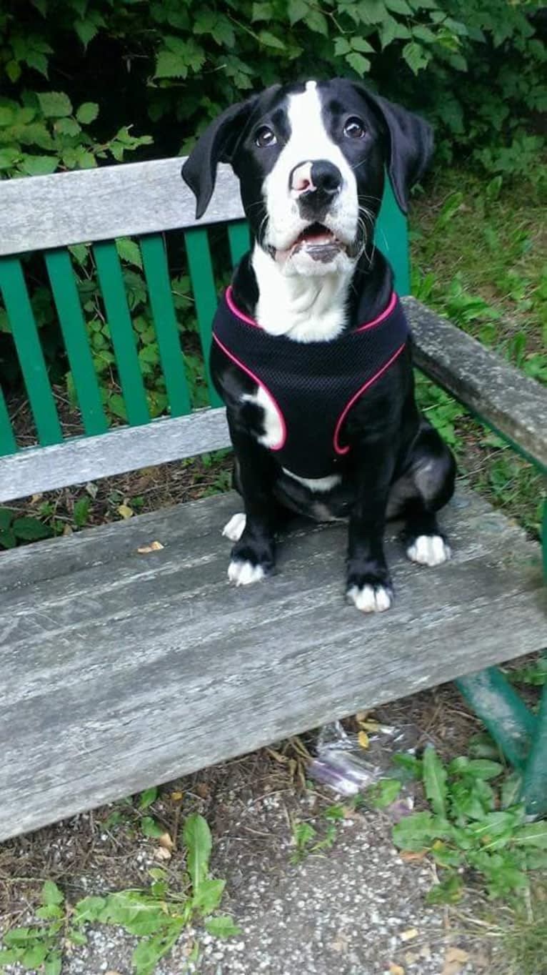 Kona, an American Bully and Bernese Mountain Dog mix tested with EmbarkVet.com