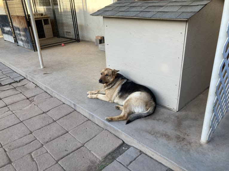 Lukas, a German Shepherd Dog and Australian Cattle Dog mix tested with EmbarkVet.com