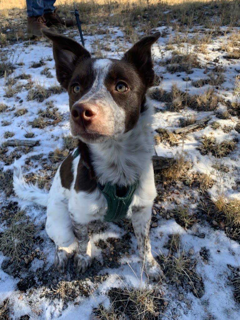 Darla, an Australian Cattle Dog and Border Collie mix tested with EmbarkVet.com