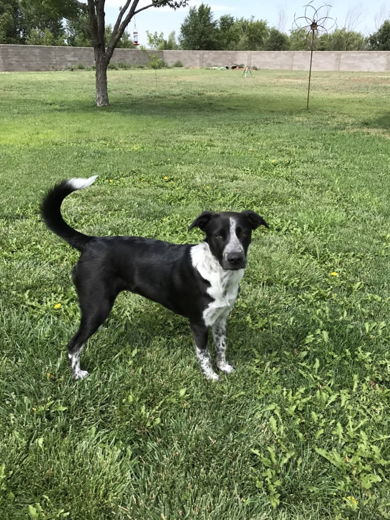 Juneau, a Staffordshire Terrier and Australian Cattle Dog mix tested with EmbarkVet.com
