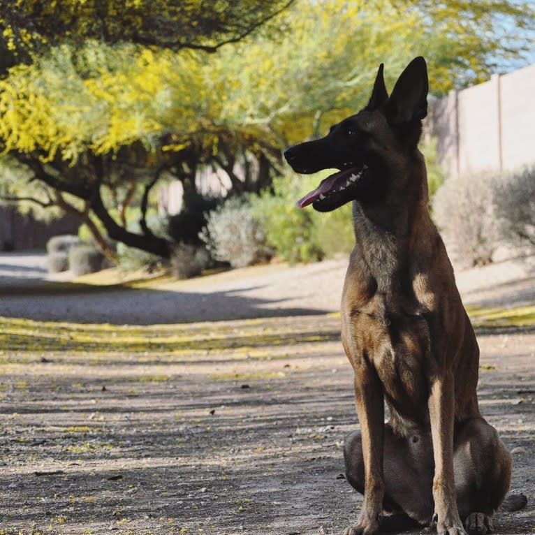 Mangle, a Dutch Shepherd tested with EmbarkVet.com