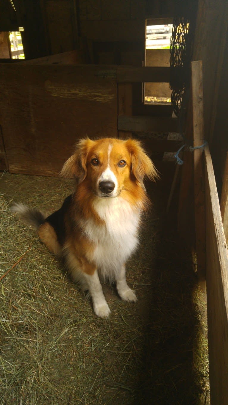 Buddy, a German Shepherd Dog and Collie mix tested with EmbarkVet.com