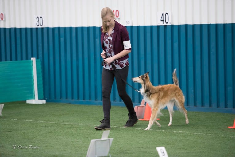 Flynn, a Silken Windhound tested with EmbarkVet.com