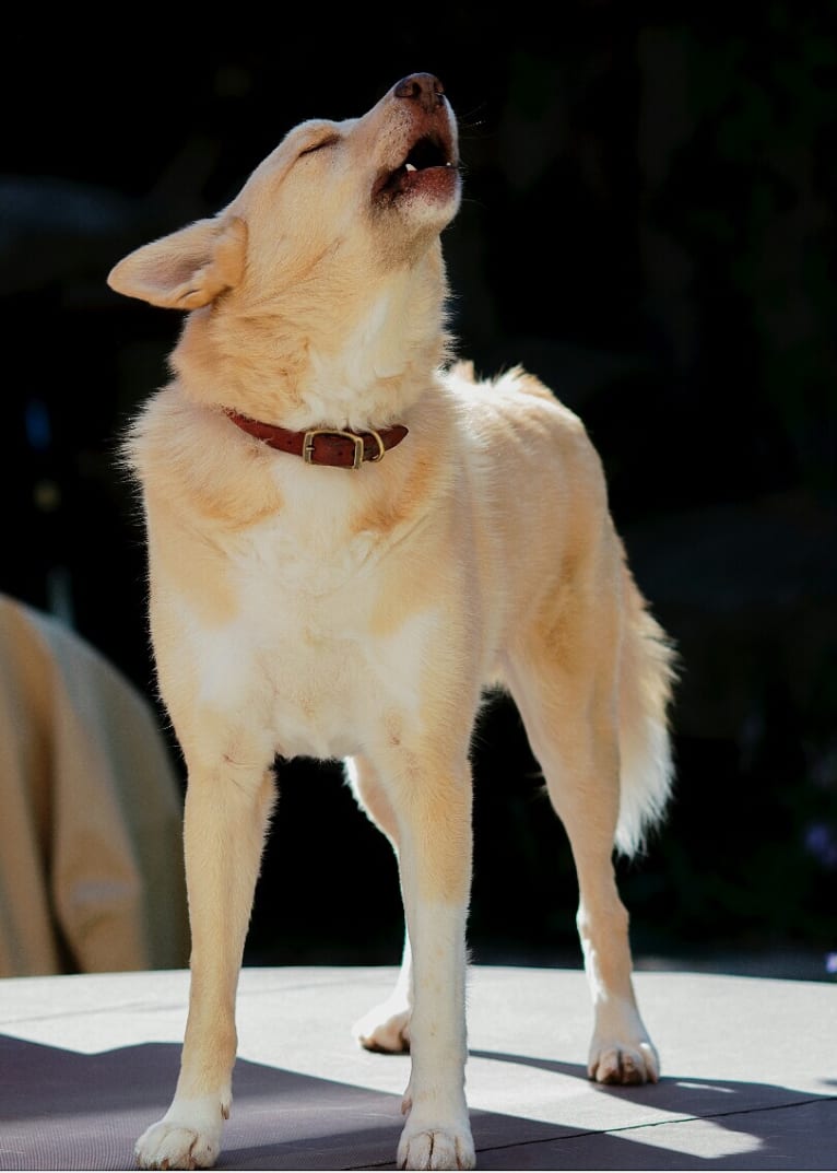 Damon, a Samoyed and German Shepherd Dog mix tested with EmbarkVet.com