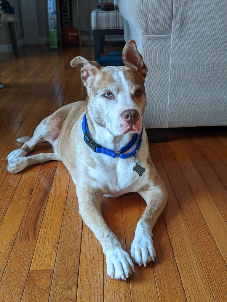 Louie, an American Pit Bull Terrier and American Staffordshire Terrier mix tested with EmbarkVet.com