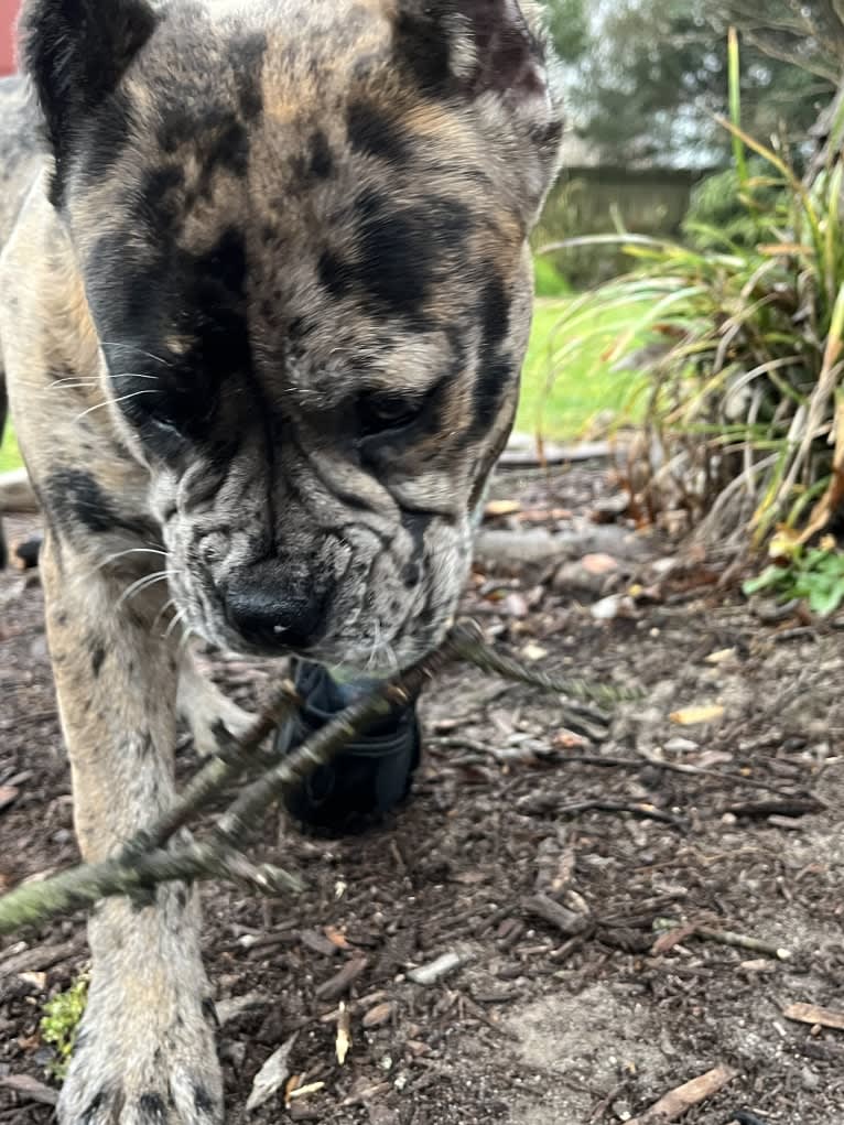 Oreo, a Bulldog and Boxer mix tested with EmbarkVet.com