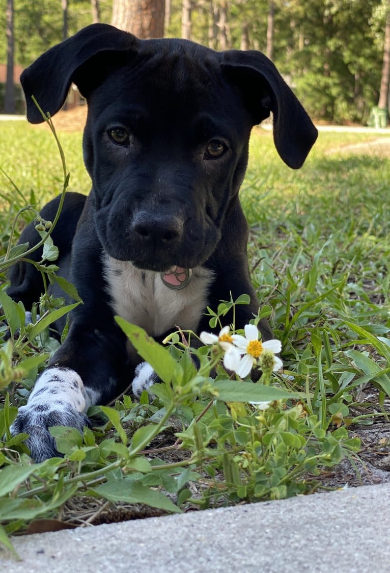 Twilight, an American Pit Bull Terrier and American Staffordshire Terrier mix tested with EmbarkVet.com