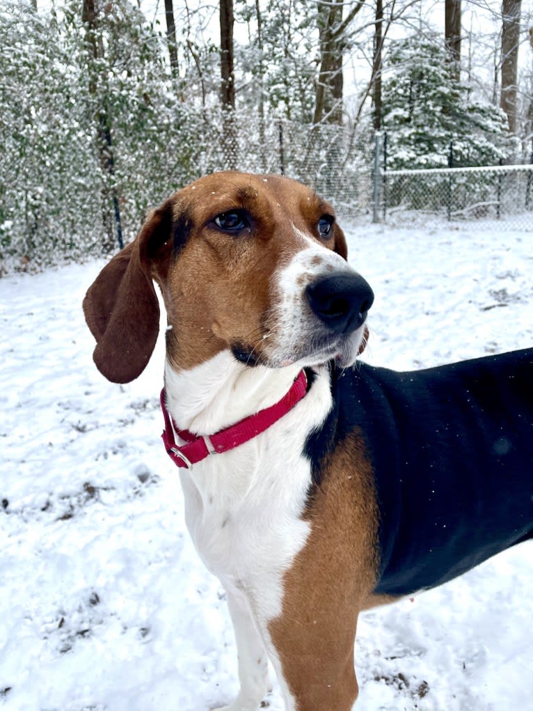 Roxy, a Treeing Walker Coonhound tested with EmbarkVet.com