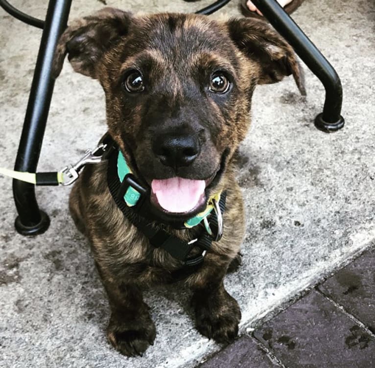 Fawkes, a Rottweiler and Chow Chow mix tested with EmbarkVet.com