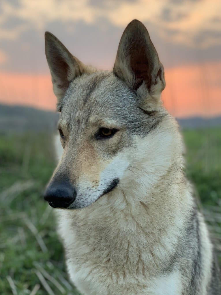 Caya, a Czechoslovakian Vlcak tested with EmbarkVet.com