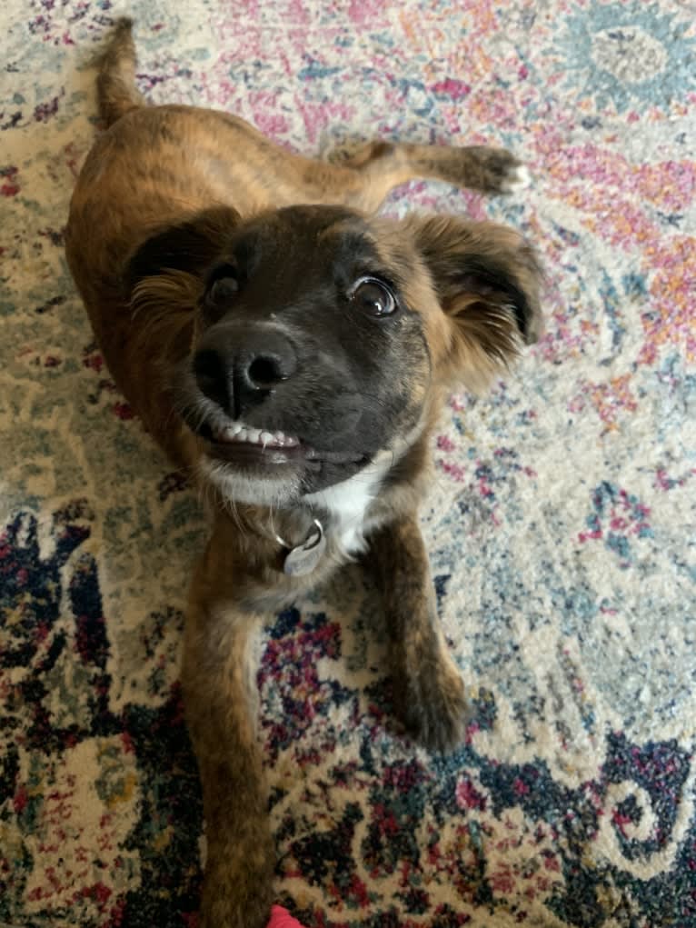 Emmy, an Australian Cattle Dog and Cocker Spaniel mix tested with EmbarkVet.com