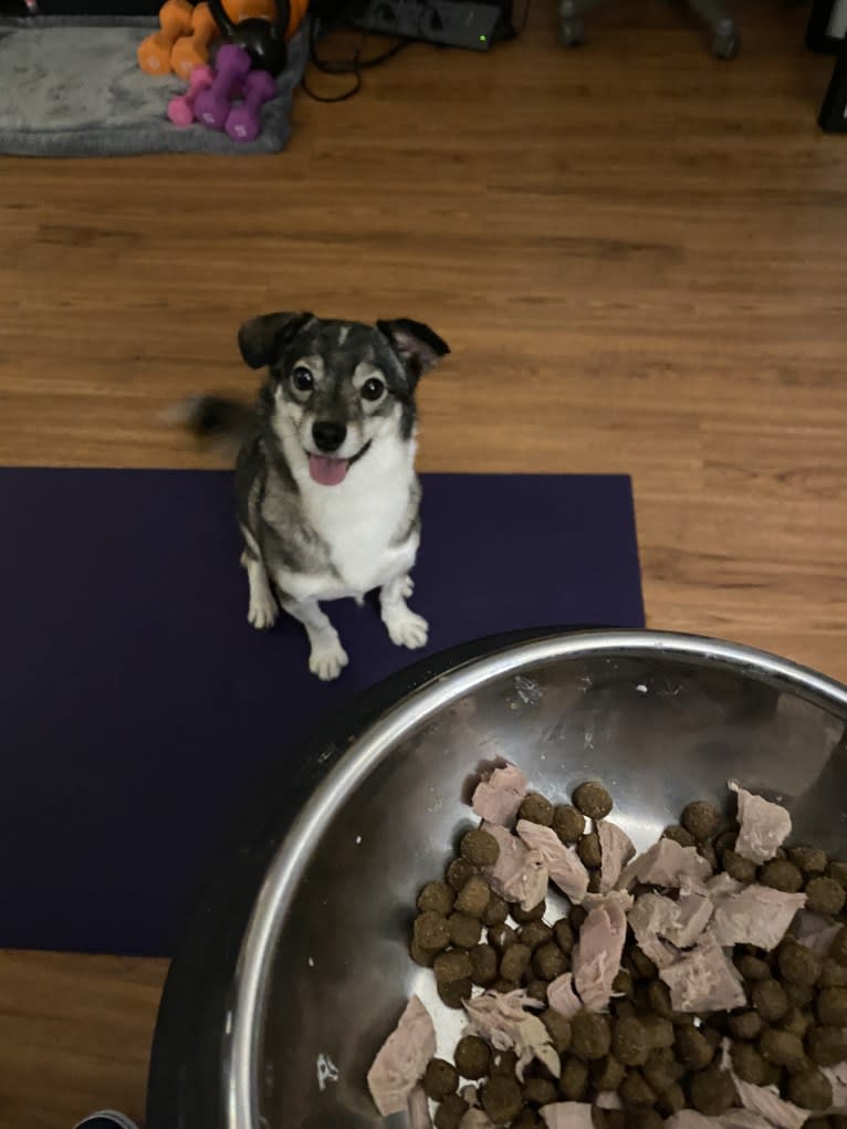 Jupiter, a Japanese or Korean Village Dog tested with EmbarkVet.com