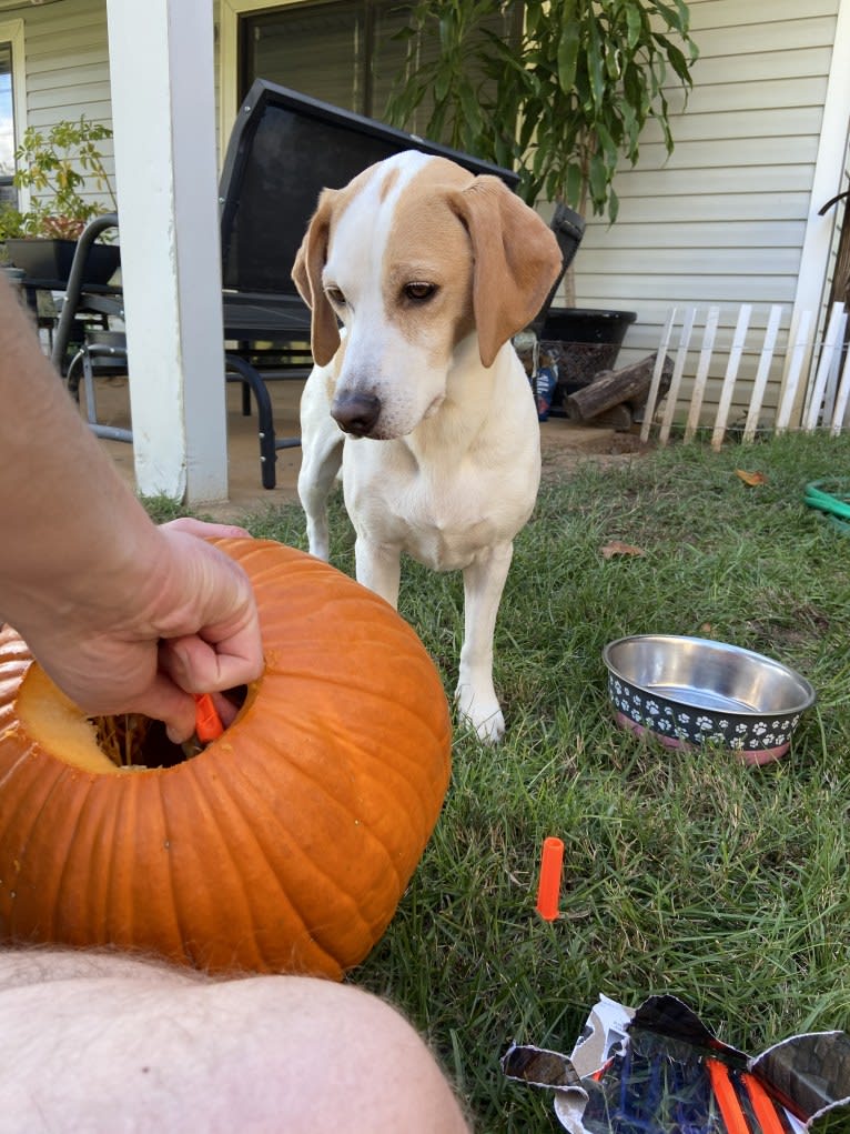 Arlo, a Basset Hound and Australian Cattle Dog mix tested with EmbarkVet.com