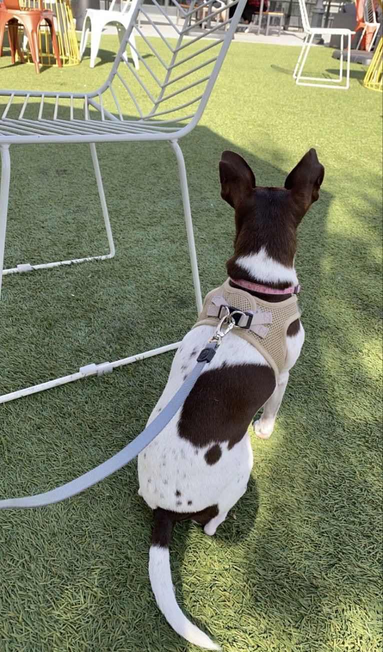 Bella, a Rat Terrier tested with EmbarkVet.com