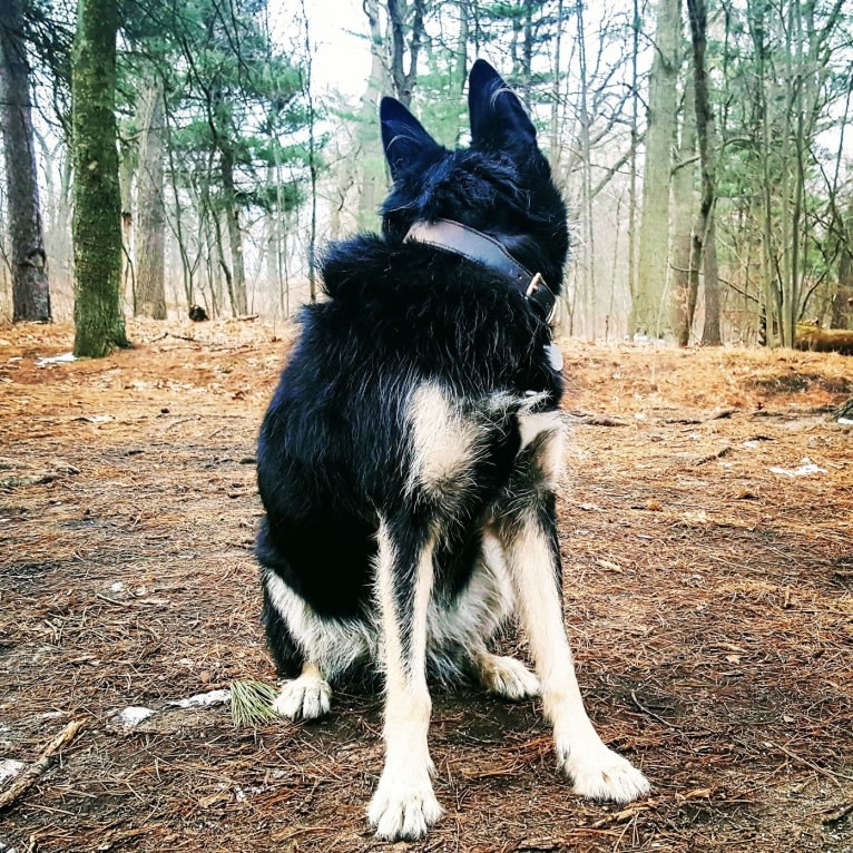 Shakedown, a Siberian Husky and German Shepherd Dog mix tested with EmbarkVet.com