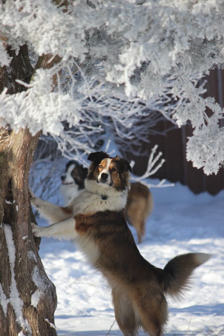 Mesa, an English Shepherd tested with EmbarkVet.com