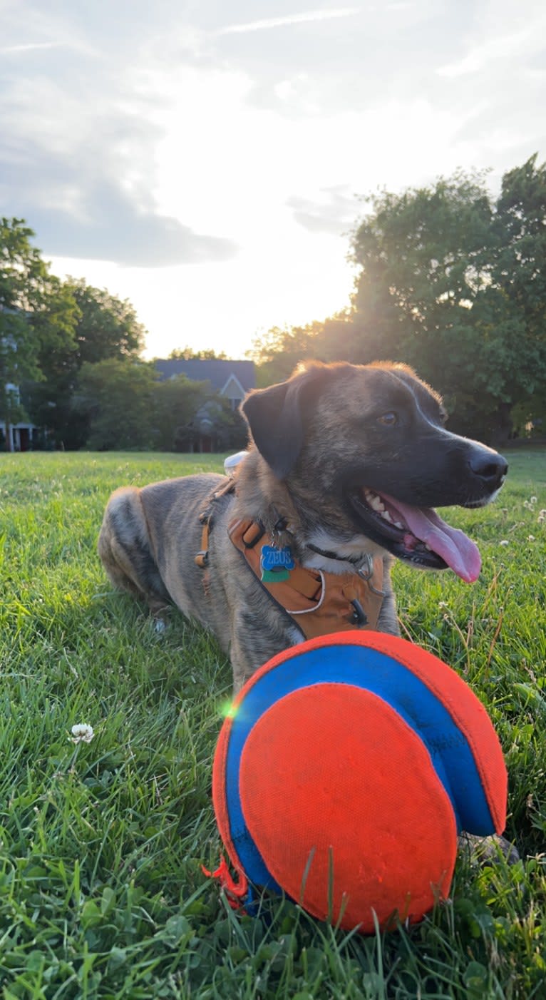 Zeus, a Labrador Retriever and Boxer mix tested with EmbarkVet.com