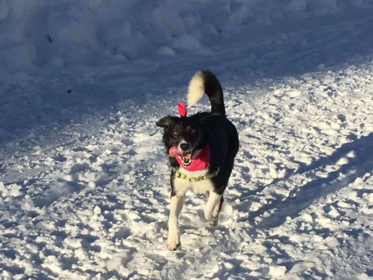 Happ, an Australian Shepherd and Border Collie mix tested with EmbarkVet.com