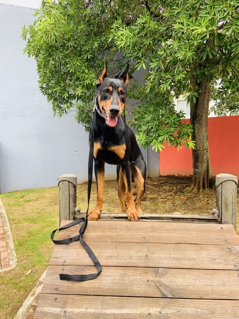 Castiel, a Doberman Pinscher and Rottweiler mix tested with EmbarkVet.com