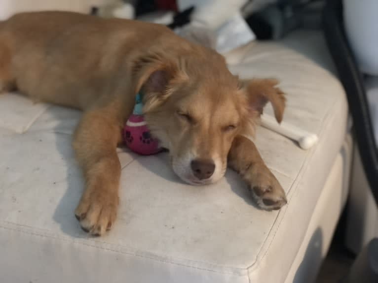 Sport, an American Pit Bull Terrier and Australian Cattle Dog mix tested with EmbarkVet.com