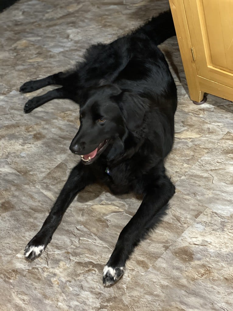 Care Bear Ross, a Labrador Retriever and Australian Cattle Dog mix tested with EmbarkVet.com