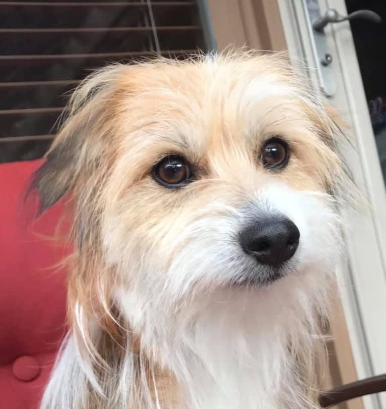 Winham’s Cowboy Cody of Cowgirl Cotons, a Coton de Tulear tested with EmbarkVet.com