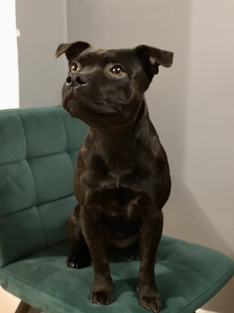 Raven, a Staffordshire Bull Terrier tested with EmbarkVet.com